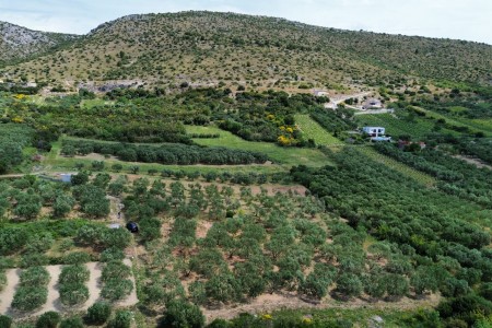 Donje Polje pored Šibenika - maslinik s 40 maslina, 1450 m2