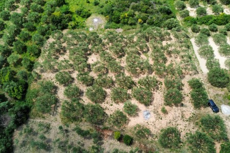 Donje Polje pored Šibenika - maslinik s 40 maslina, 1450 m2